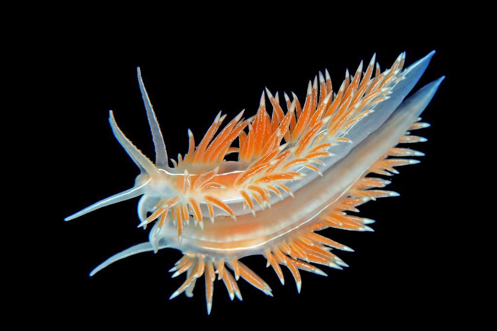 Gulen Dive Resort Dalsoyra Ngoại thất bức ảnh