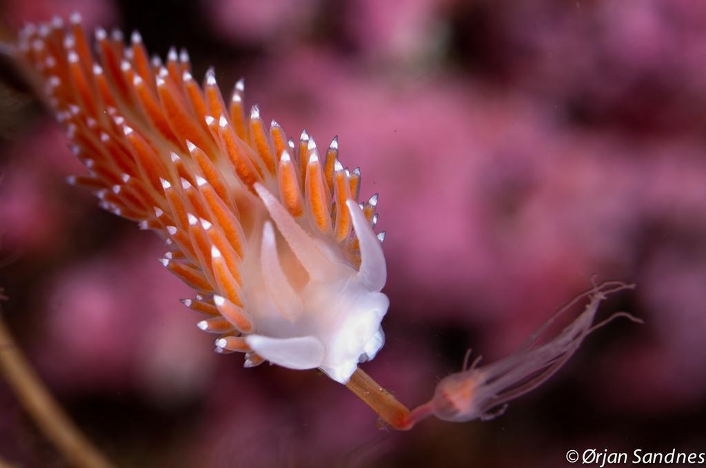 Gulen Dive Resort Dalsoyra Ngoại thất bức ảnh